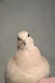 Harper_by_Dae_mon - Minuni ale lui Dumnezeu