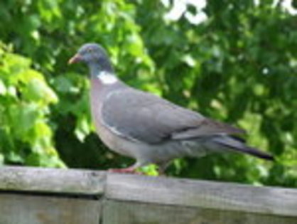 He_Didn__t_Pay_by_insolitus_mundus