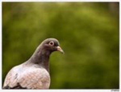 Hello_Birdie_by_RajChe - Minuni ale lui Dumnezeu