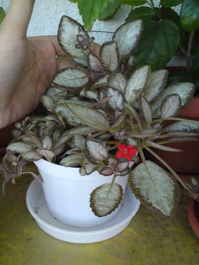 Silver Skies - mini (1) - Episcia