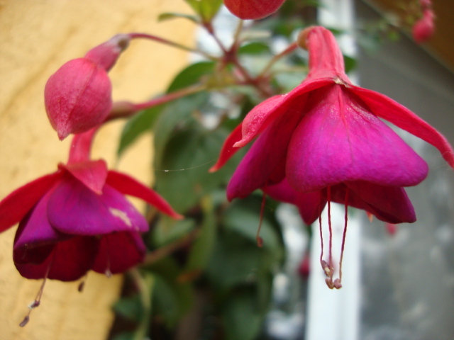 DSC07301 - FUCHSIA