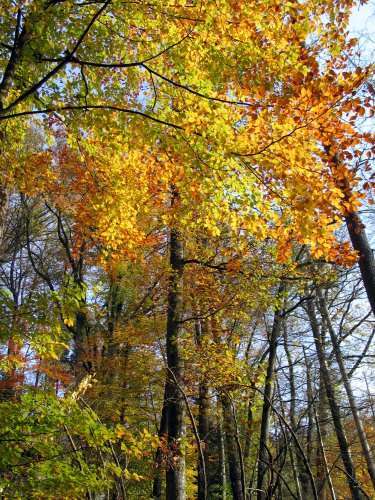 leaves-autumn-trees - peisaje de toamna