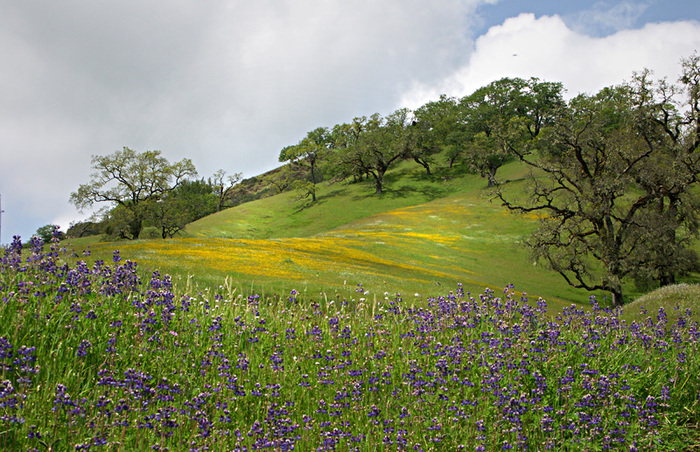 Spring_Landscape_1_-_Mendocino_County - peisaje de primavara