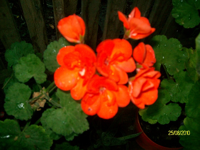 SANY2682