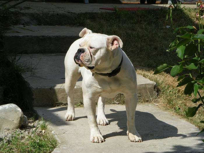 1 - 1-FEMELA BULLDOG AMERICAN