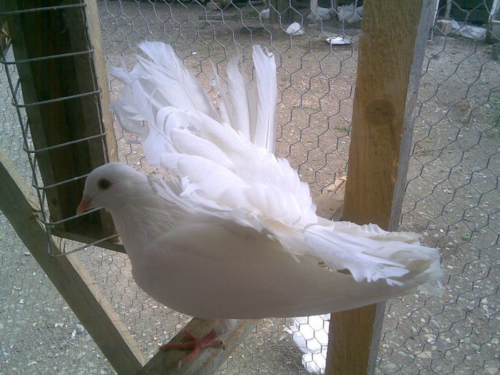 25082010(041); Femela Alba 2010
