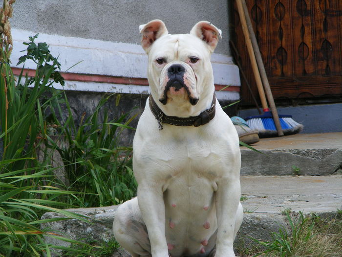  - 1-FEMELA BULLDOG AMERICAN