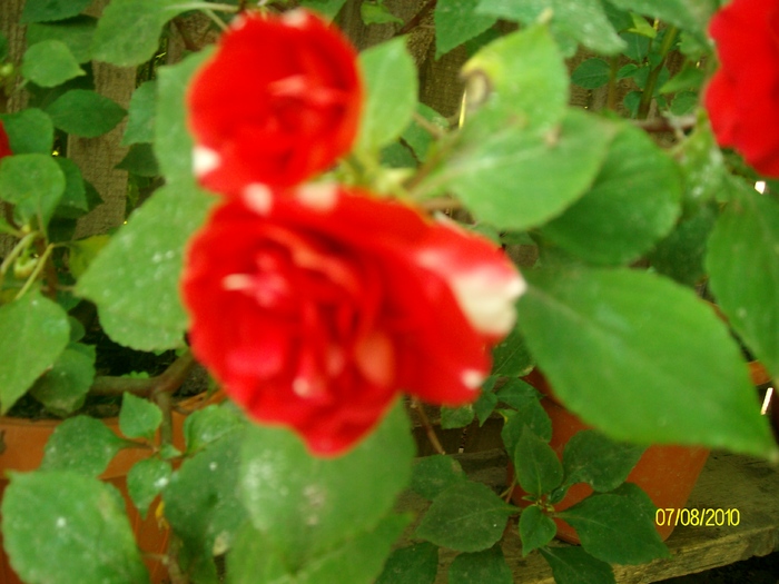 SANY1680