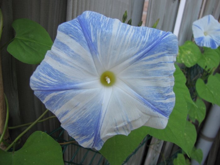 Ipomoea Carnivale 20 aug 2010 (1) - ipomoea - zorele