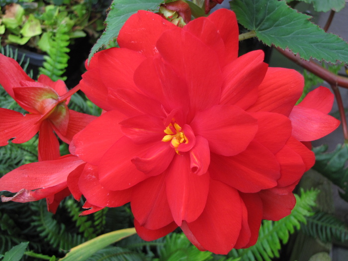 Begonia Pendula rosie 21 aug 2010 - begonii