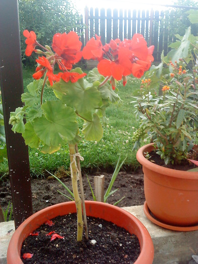 02 (32) - flori-cactusi-animalele din curte