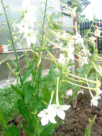 02 (22) - flori-cactusi-animalele din curte