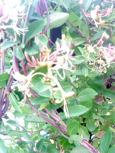 02 (20) - flori-cactusi-animalele din curte