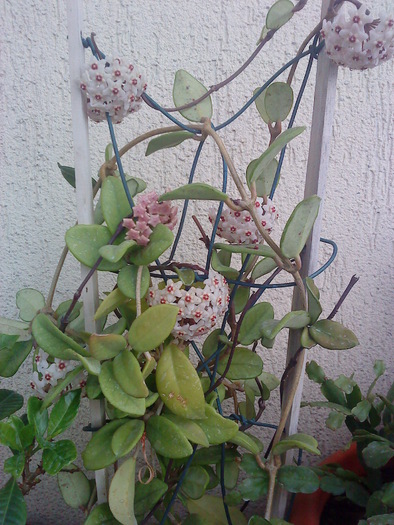 02 (23) - flori-cactusi-animalele din curte