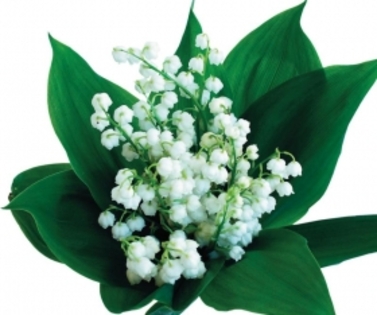 3957-135191-lacramioare