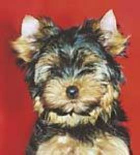 212416l-202x0-w-66a3021d - yorkshine terrier un aristocat in miniatura