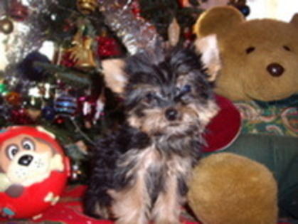 20380040_ULHMYDCMS - yorkshine terrier toy surprisa