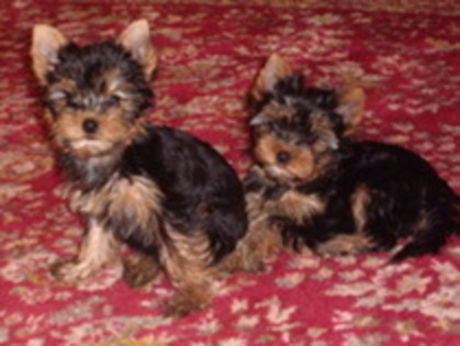 20380041_IFQCPJCEA - yorkshine terrier toy surprisa