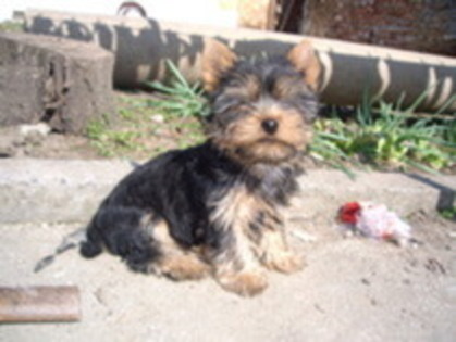 20380098_MVLNIUQNP - yorkshine terrier toy surprisa