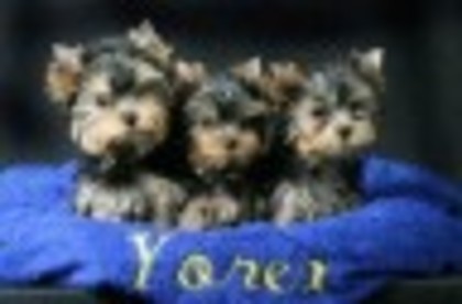 an656221s1 - yorkshine terrier toy surprisa