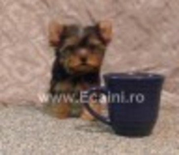 an705874s1 - yorkshine terrier toy surprisa