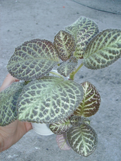 PICT0138 - Episcia