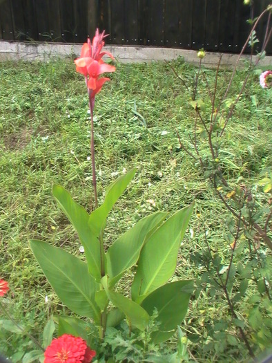 canna - August