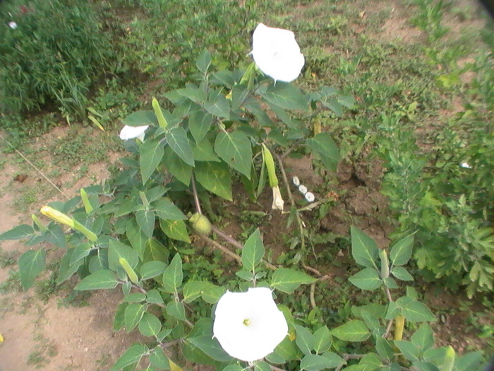 Datura de gradina - August