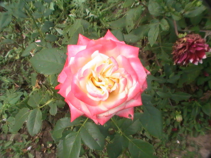 trandafir(nu stiu cum se numeste) - August
