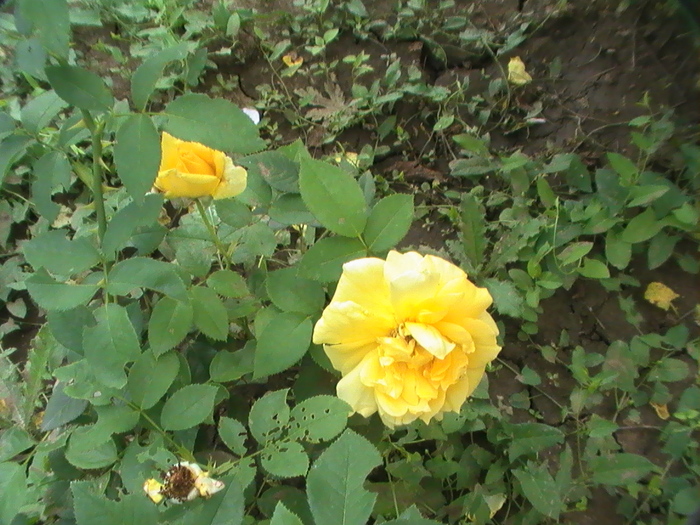 trandafir - August