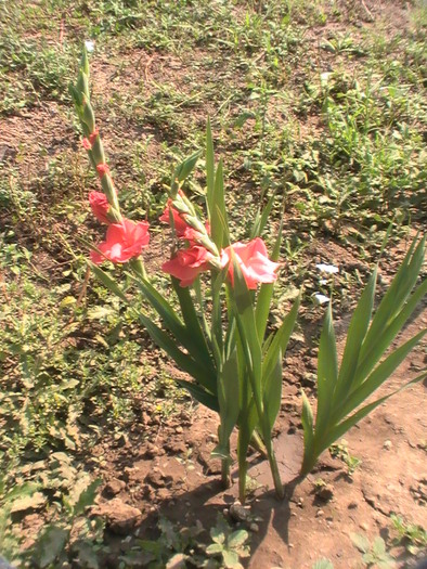 gladiole - August