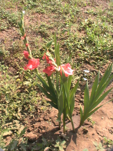 gladiole