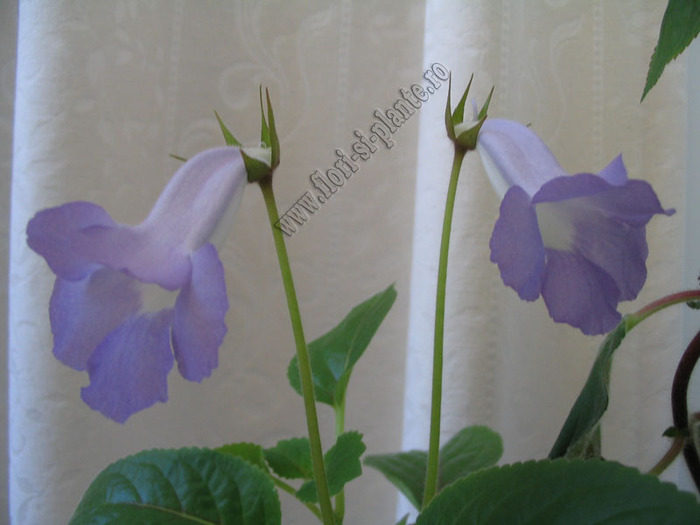 Sinningia Bleu Ciel - GLOXINIA _ SINNINGIA