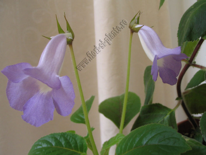 Sinningia Bleu Ciel - GLOXINIA _ SINNINGIA