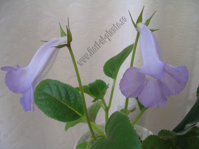 Sinningia Bleu Ciel - GLOXINIA _ SINNINGIA