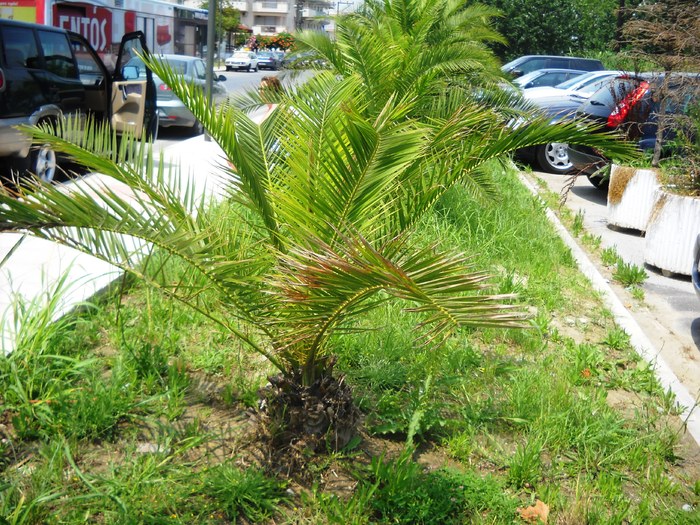 DSCN6340 - grecia 2010