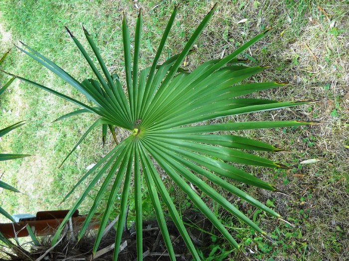 DSCN6422 - grecia 2010