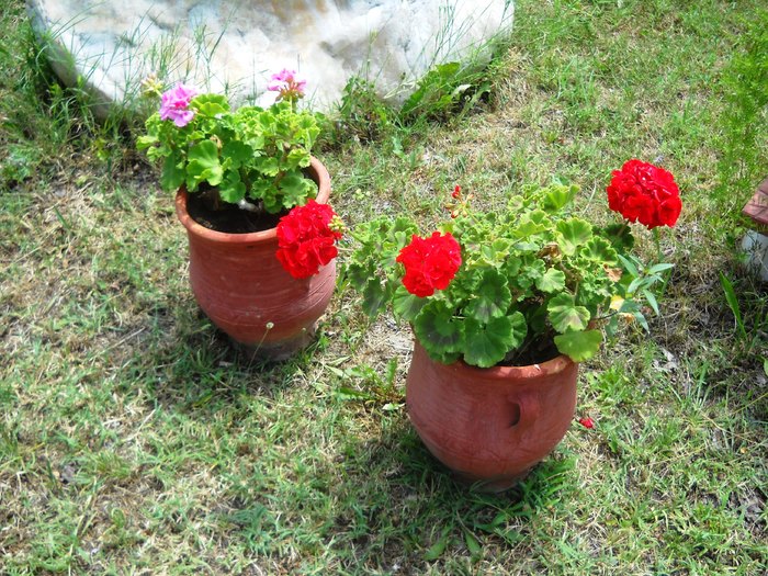 DSCN6425 - grecia 2010