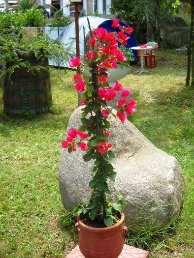 DSCN6428 - grecia 2010