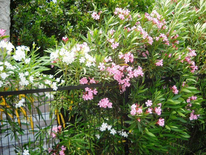 DSCN6435 - grecia 2010