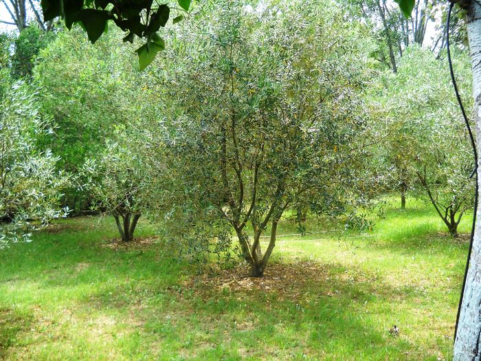 livada de maslini - grecia 2010