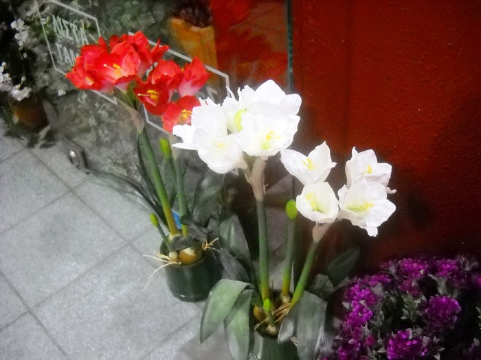 DSCN6526 - grecia 2010