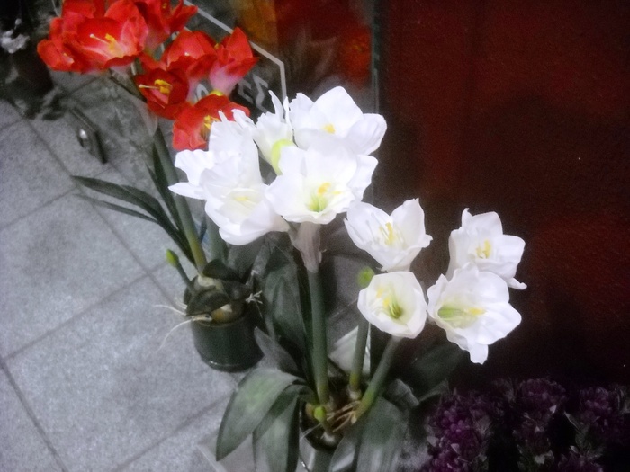 DSCN6527 - grecia 2010