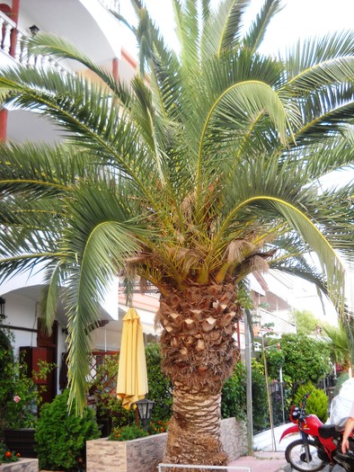 DSCN6606 - grecia 2010