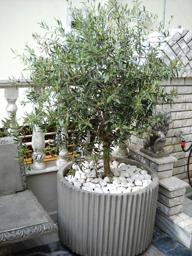 DSCN7117 - grecia 2010