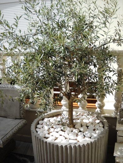 DSCN7130 - grecia 2010