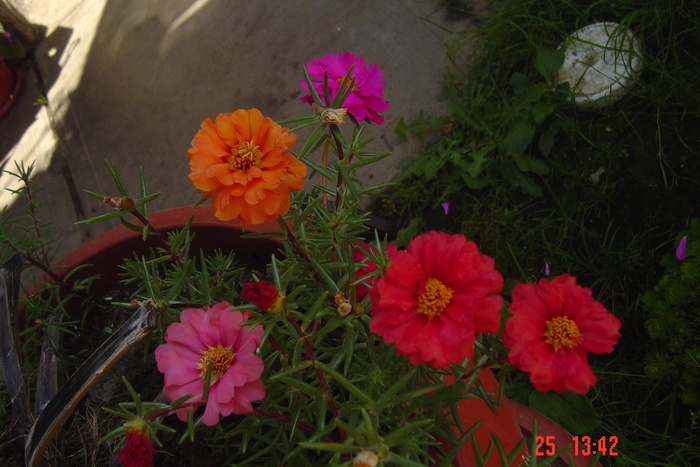 Picture 258 - PORTULACA