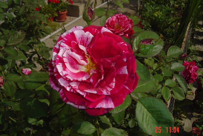 Picture 253 - trandafiri 2010