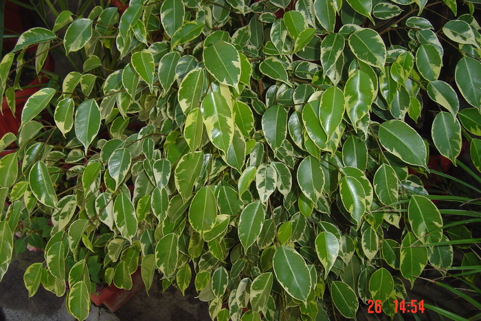 Picture 267 - FICUS