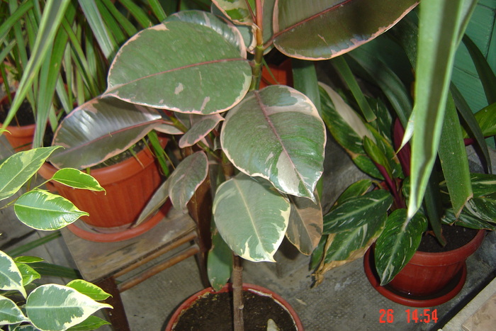 Picture 268 - FICUS